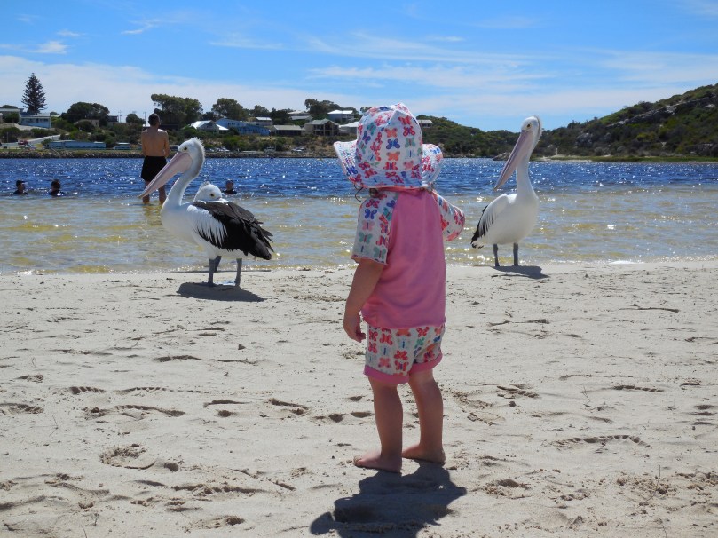 Pelicans at Moore River