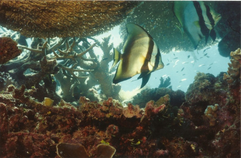 Angel fish on the Great Barrier Reef