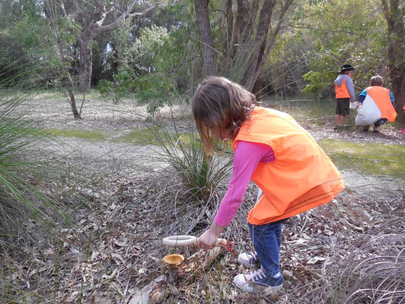 Finding a Mushroom in the bush