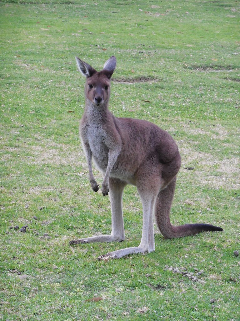 Kangaroo in Perth