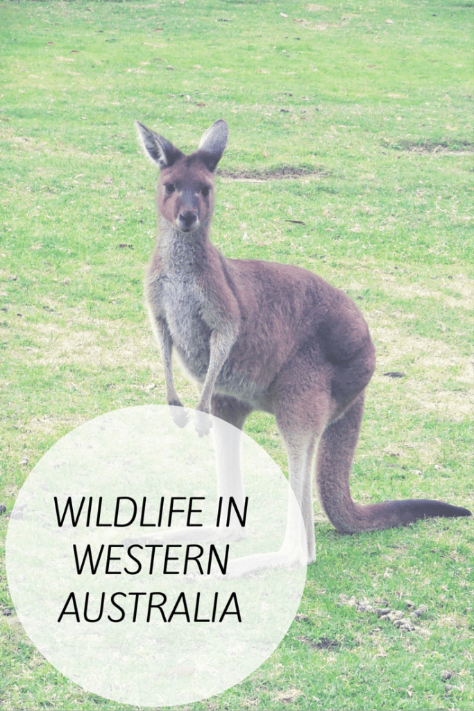 Wildlife in WA