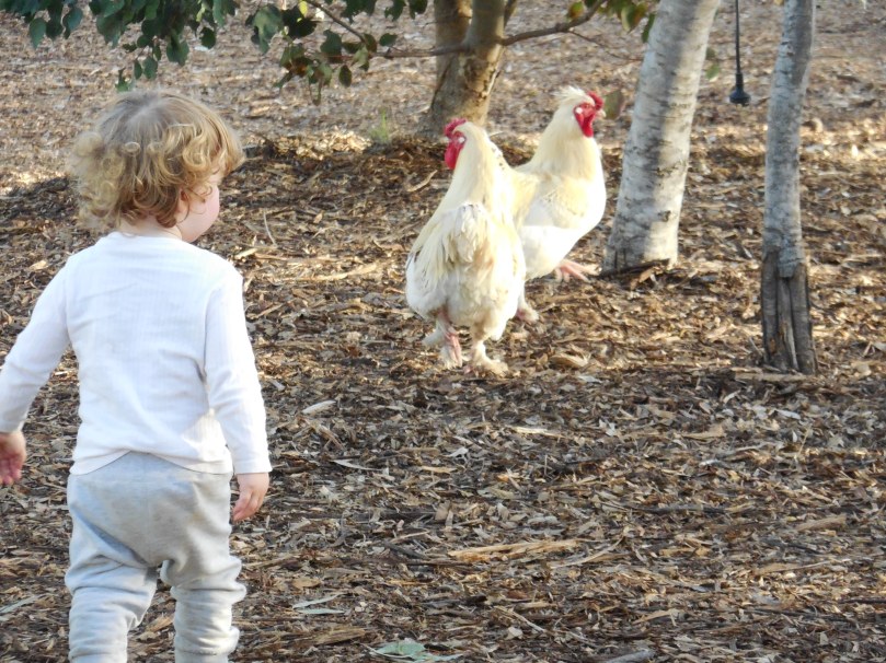 Chasing chickens