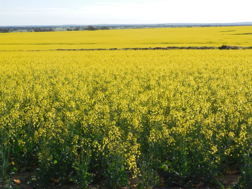 Carnamah Canola