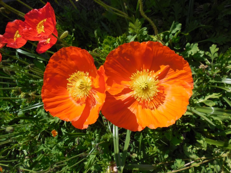 Araluen Botanic Park