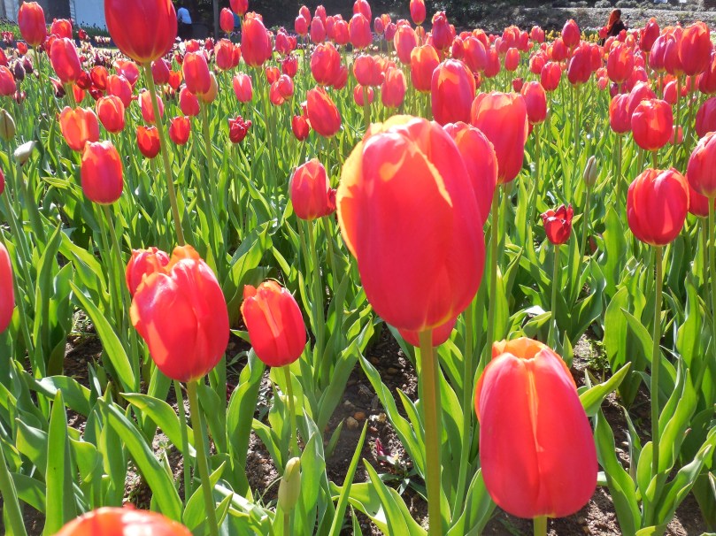 Tulips at Araluen