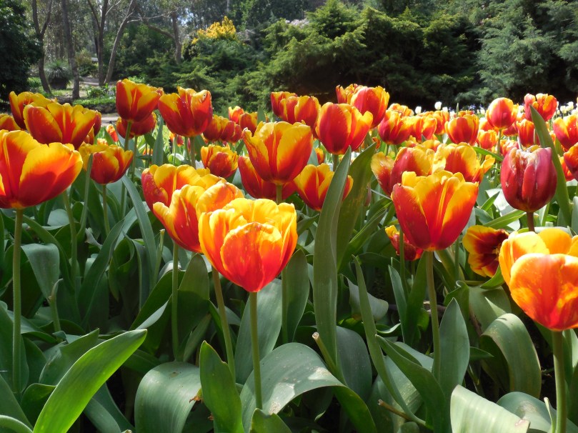 Tulips at Araluen