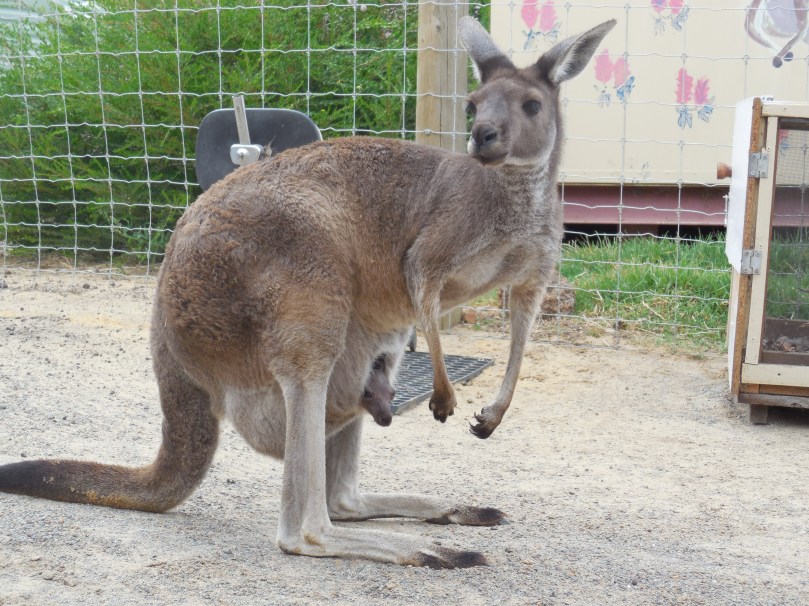 Christmas 2015 411.JPG