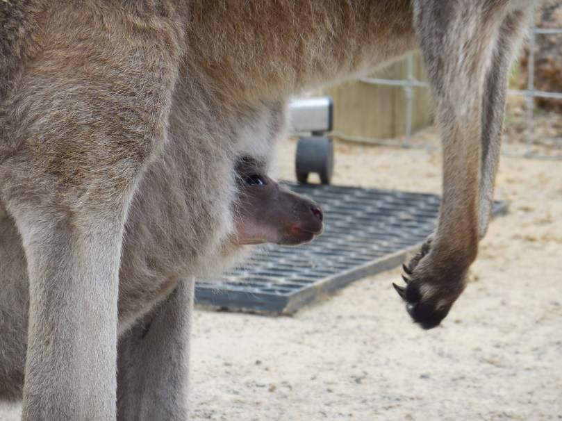 Christmas 2015 412.JPG