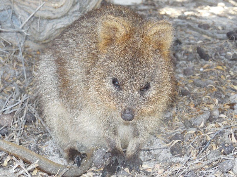 Quokka.JPG