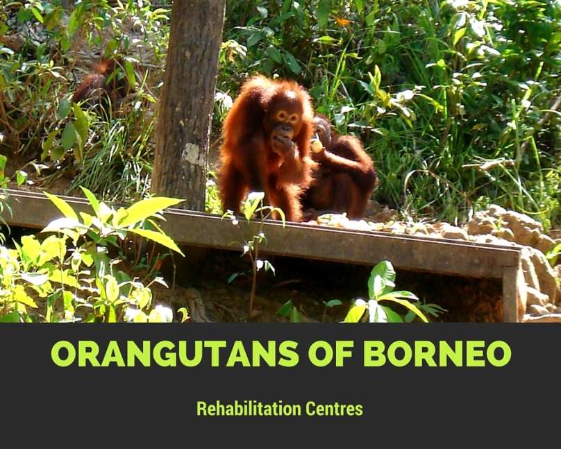 orangutans from borneo