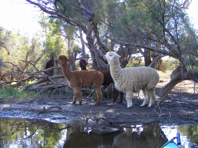 Alpacas on Swan River.jpg