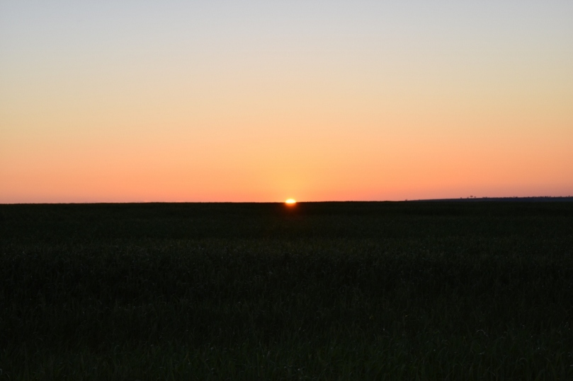 Sunset over wheat