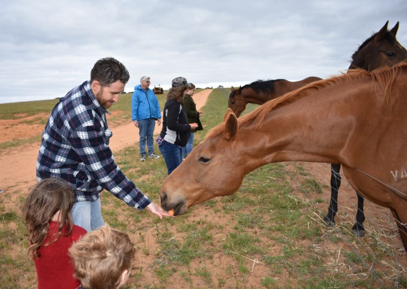 Boshack Outback Horses.jpg