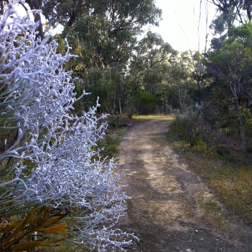 Craigie Bushland