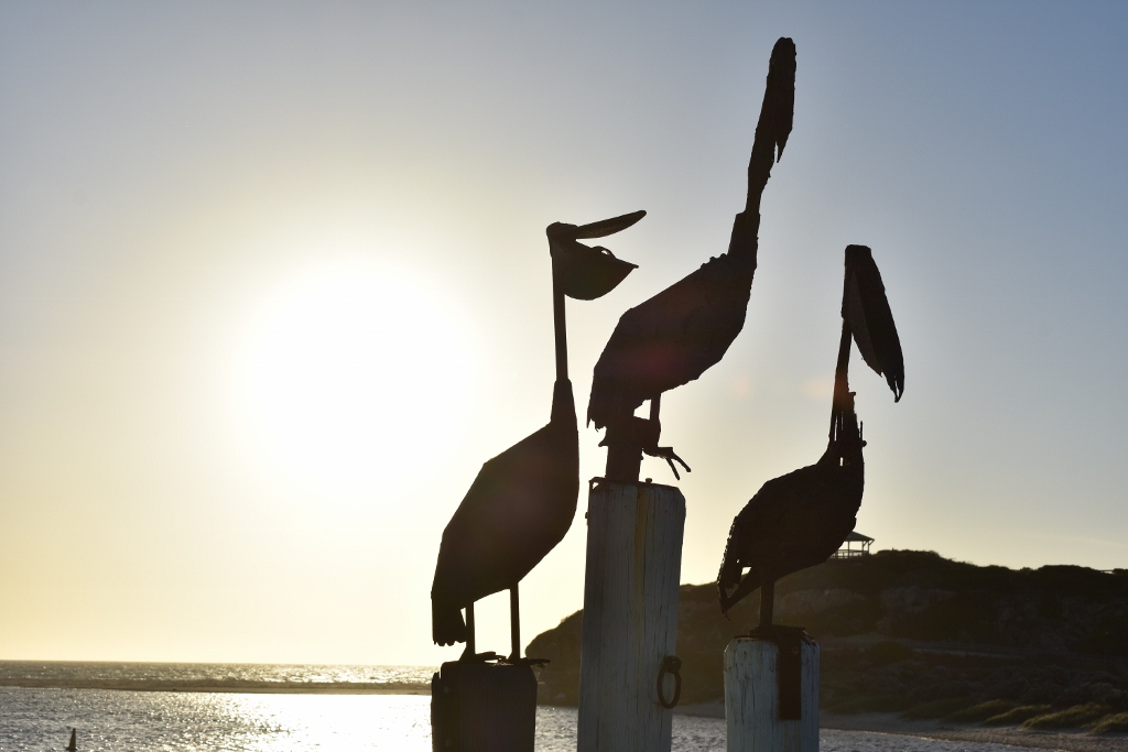 Guilderton Pelican Art.jpg