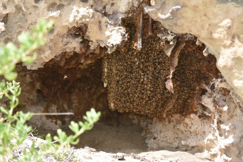 Bee Hive.jpg