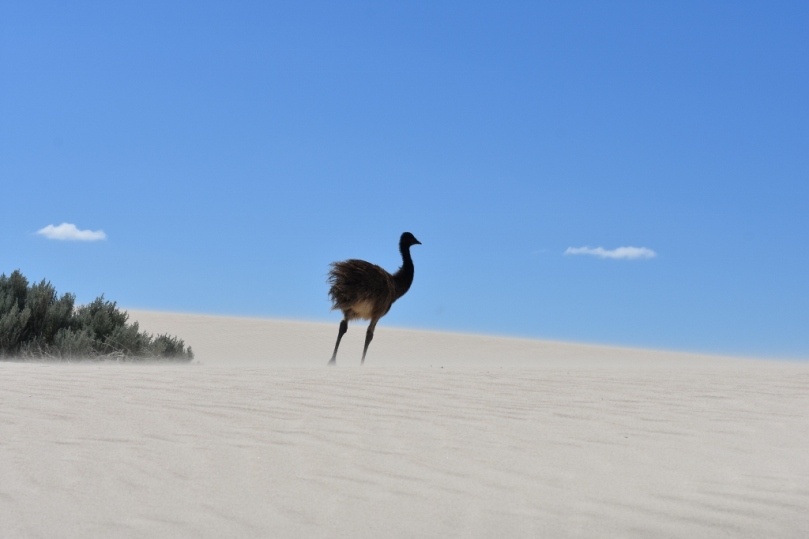 Emu at Sandy Cape
