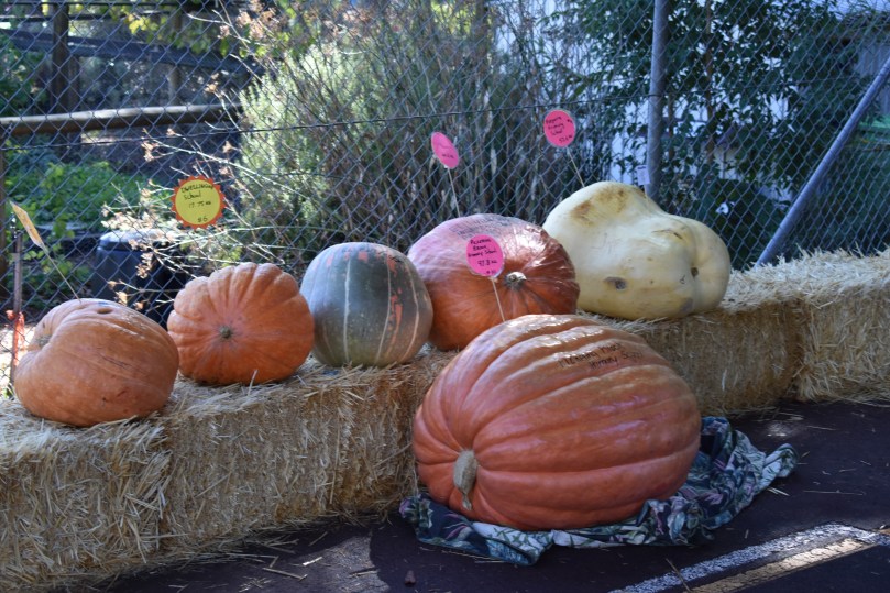 Pumpkins