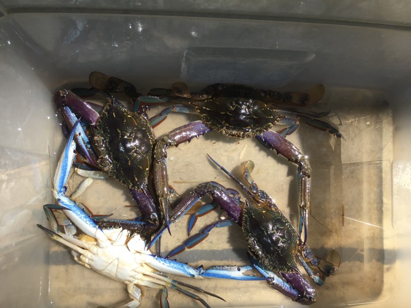 blue-swimmer-crabs