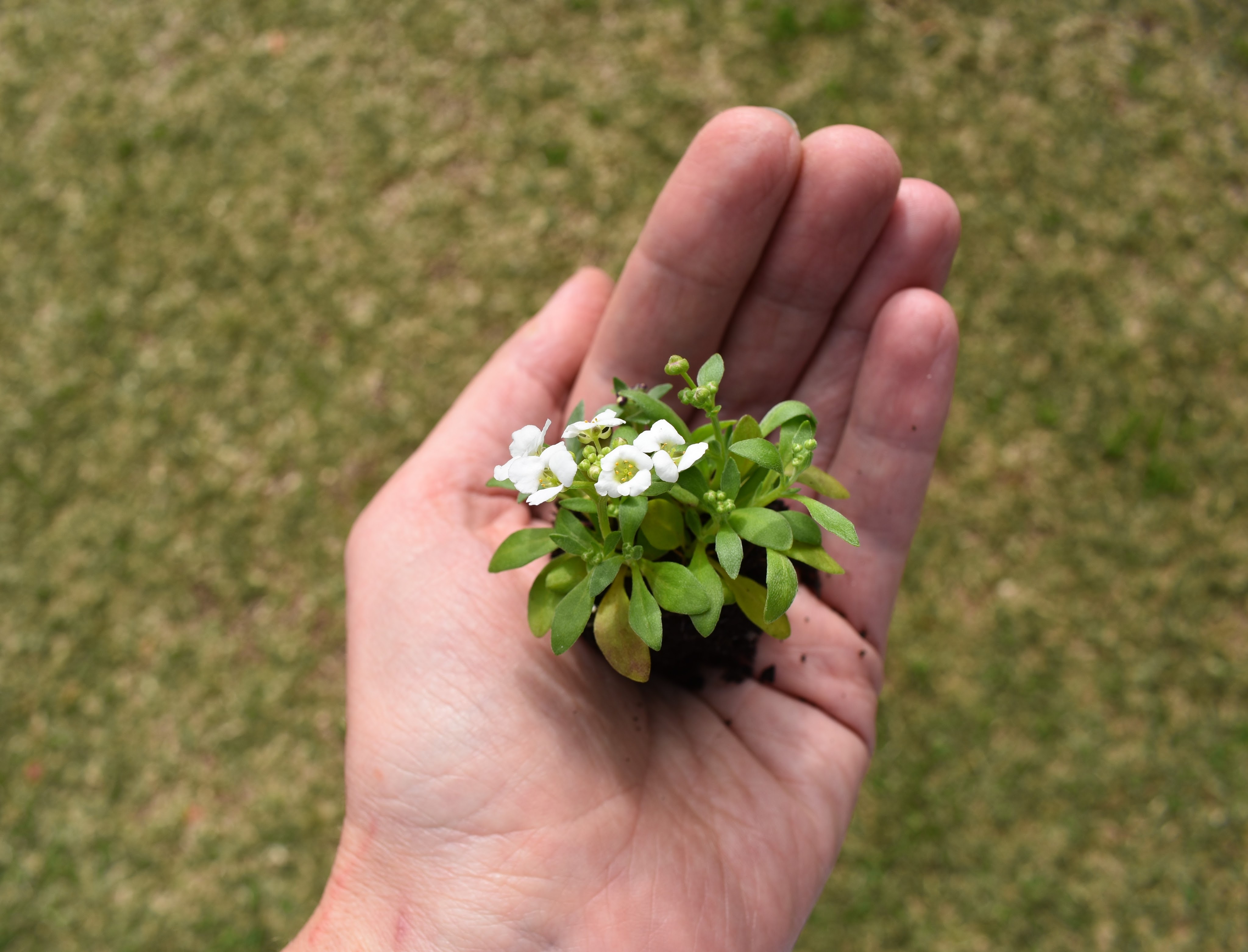 flower